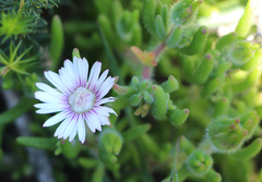 Drosanthemum hispifolium
