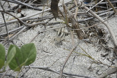 Microlophus occipitalis