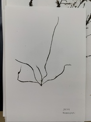 Melanosiphon intestinalis