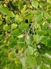 Betula pubescens pumila