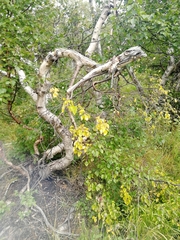 Betula pubescens pumila