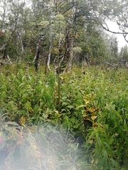 Betula pubescens pumila