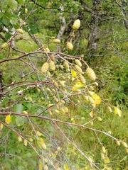 Betula pubescens pumila