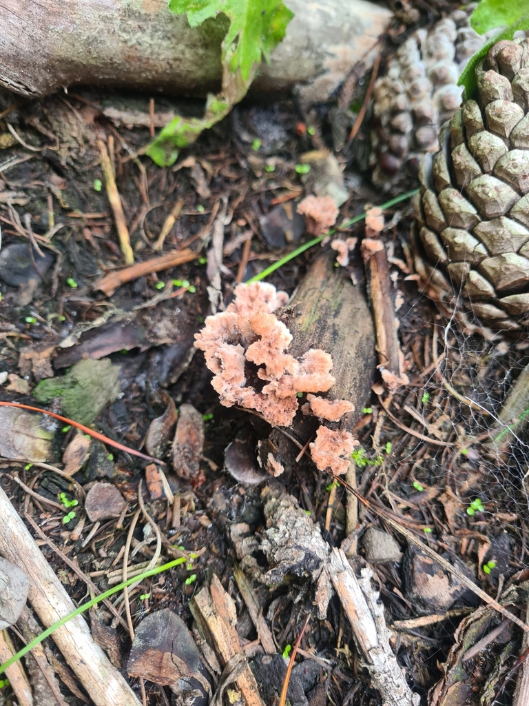 Thelephora terrestris · April 2025 · photo: © elliecornish (iNaturalist, cc0)