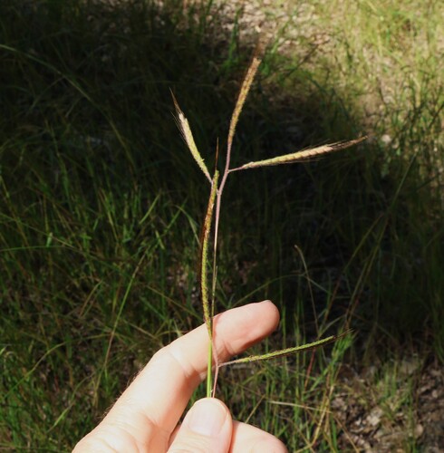 Image of Dichanthium aristatum by (c) Greg Tasney, some rights reserved (CC BY-SA)