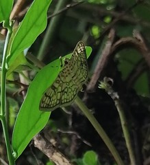 Haritalodes derogata