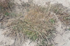 Agrostis blasdalei