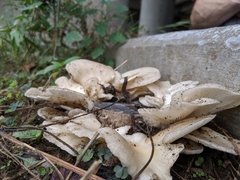 Fungi