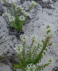 Dischisma ciliatum erinoides