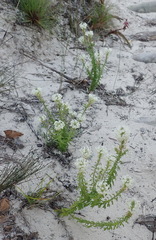 Dischisma ciliatum erinoides