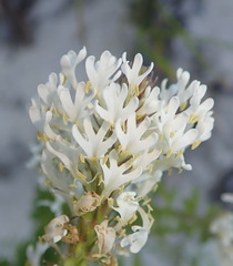 Dischisma ciliatum erinoides