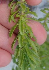 Dischisma ciliatum erinoides