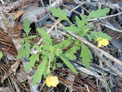 Hemimeris sabulosa