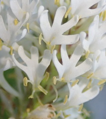 Dischisma ciliatum erinoides