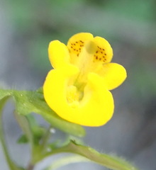 Hemimeris sabulosa