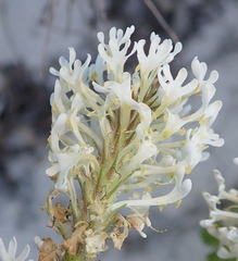 Dischisma ciliatum erinoides