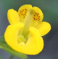 Hemimeris sabulosa