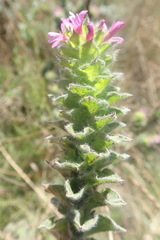 Epilobium densiflorum