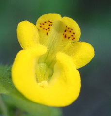 Hemimeris sabulosa