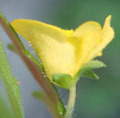 Hemimeris sabulosa