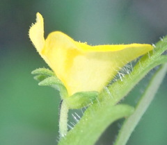 Hemimeris sabulosa