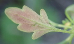 Hemimeris sabulosa