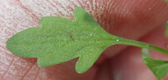Hemimeris sabulosa
