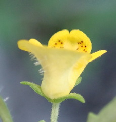 Hemimeris sabulosa