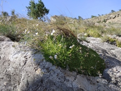 Gypsophila tenuifolia