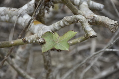 Jatropha nudicaulis