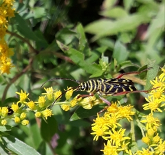 Megacyllene robiniae
