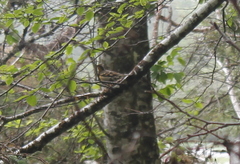 Ixoreus naevius carlottae