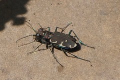 Cicindela ancocisconensis