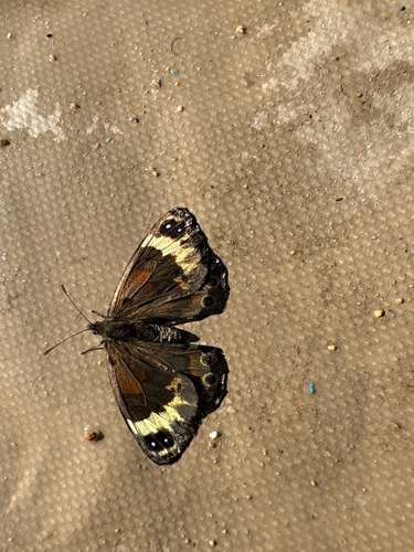 Hawequas Widow