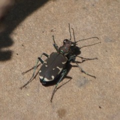 Cicindela ancocisconensis