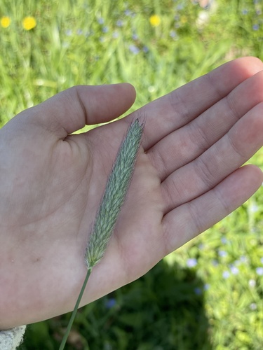 Alopecurus pratensis iNat (1)