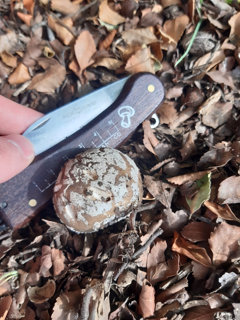 Amanita excelsa spissa · April 2025 · photo: © georgecox (iNaturalist, cc0)
