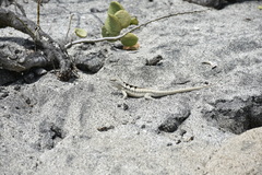 Microlophus occipitalis