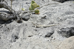 Microlophus occipitalis