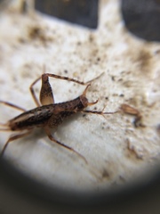 Pristoceuthophilus cercalis