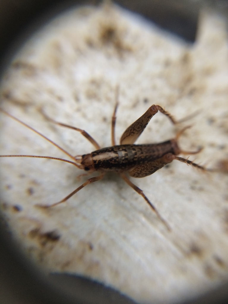 Pristoceuthophilus cercalis