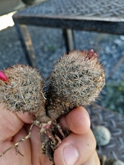 Escobaria dasyacantha