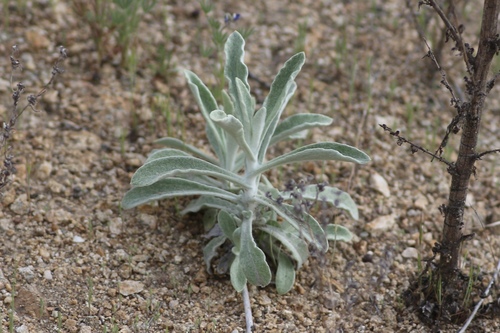 Image of Pseudognaphalium microcephalum by no rights reserved