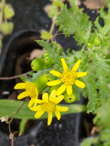 Image of Senecio eboracensis by (c) guywallbanks, some rights reserved (CC BY)