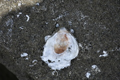 Brachiopoda