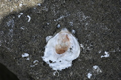 Brachiopoda