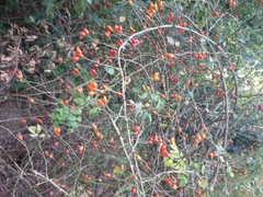 Rosa canina