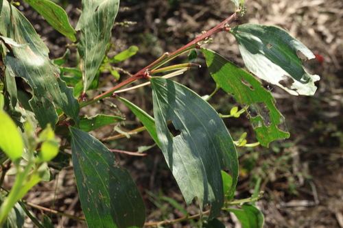 Image of Acacia leiocalyx by (c) Greg Tasney, some rights reserved (CC BY-SA)