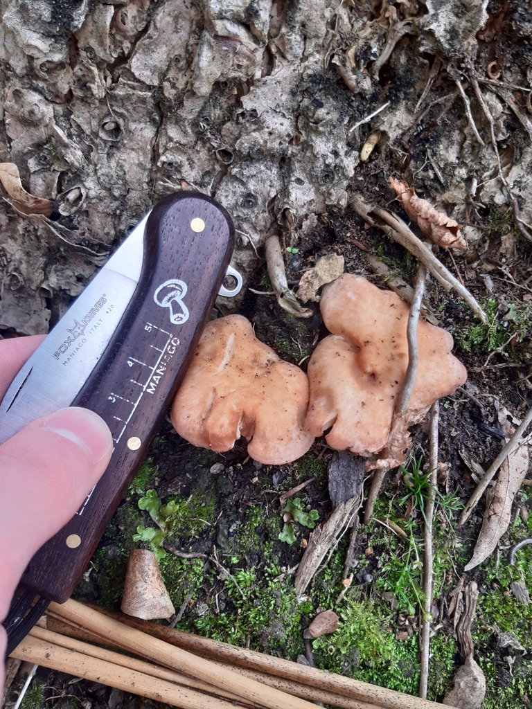 Rhodocybe piperita · April 2025 · photo: © georgecox (iNaturalist, cc0)