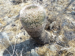 Mammillaria mystax